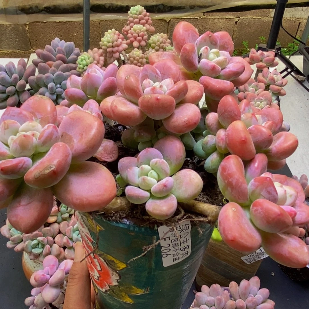 206樱花洛神18cm多肉