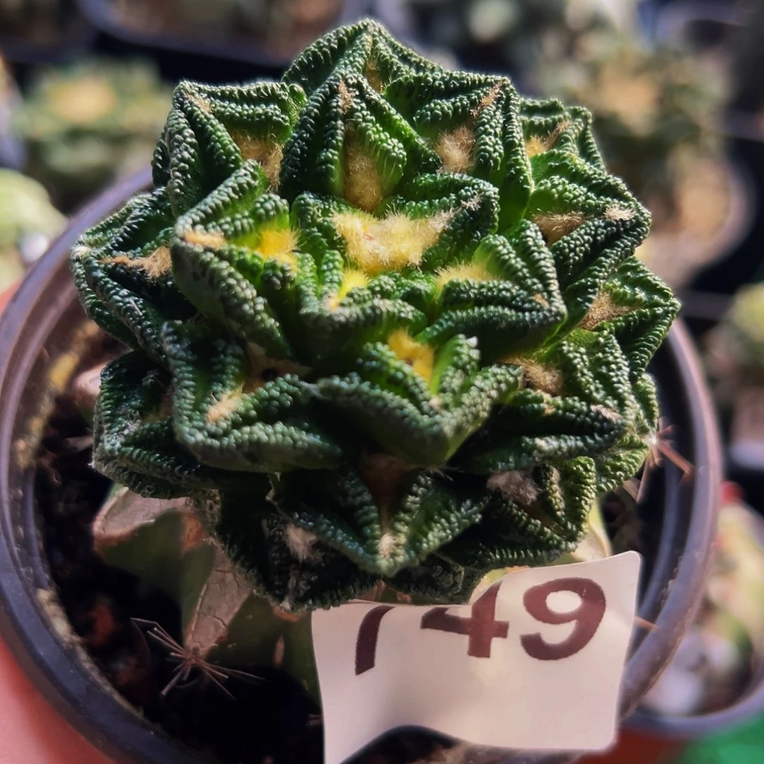 无花朵福利双层隔尤辛顿牡丹749