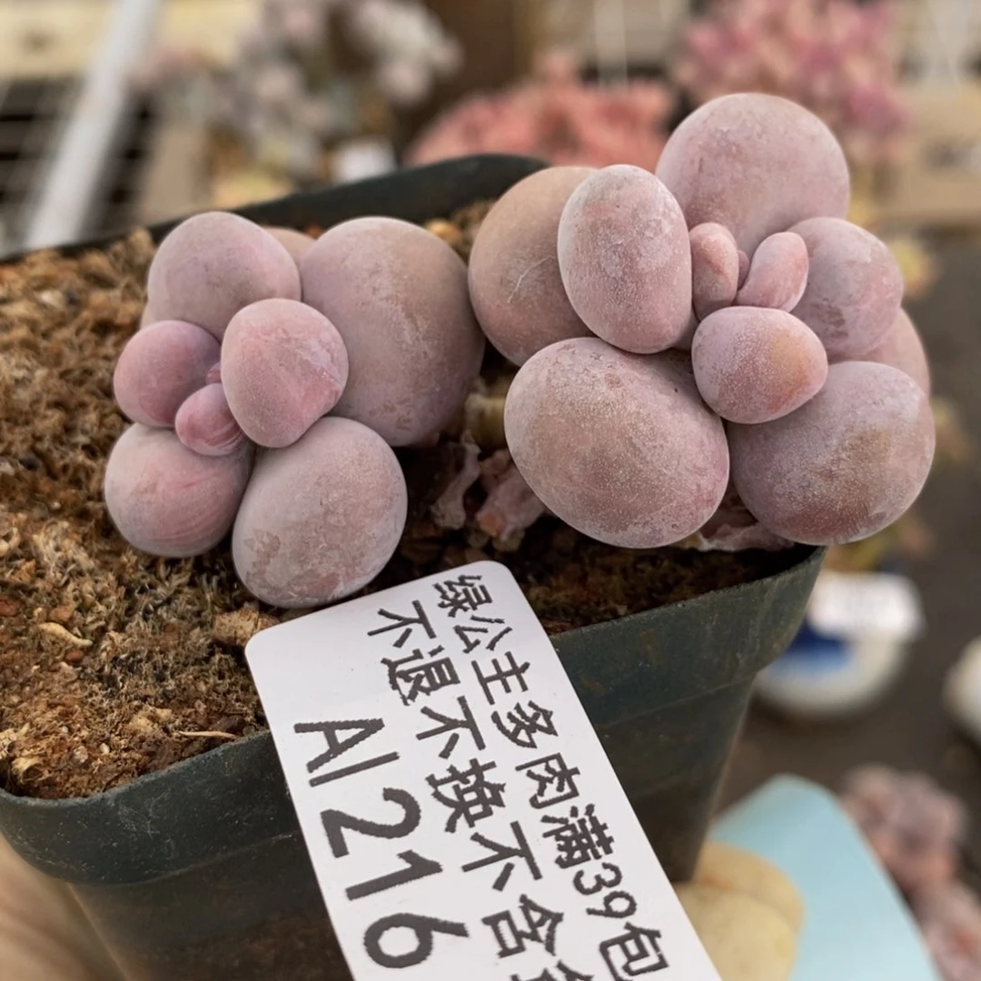 芭比奶酪216/7c m