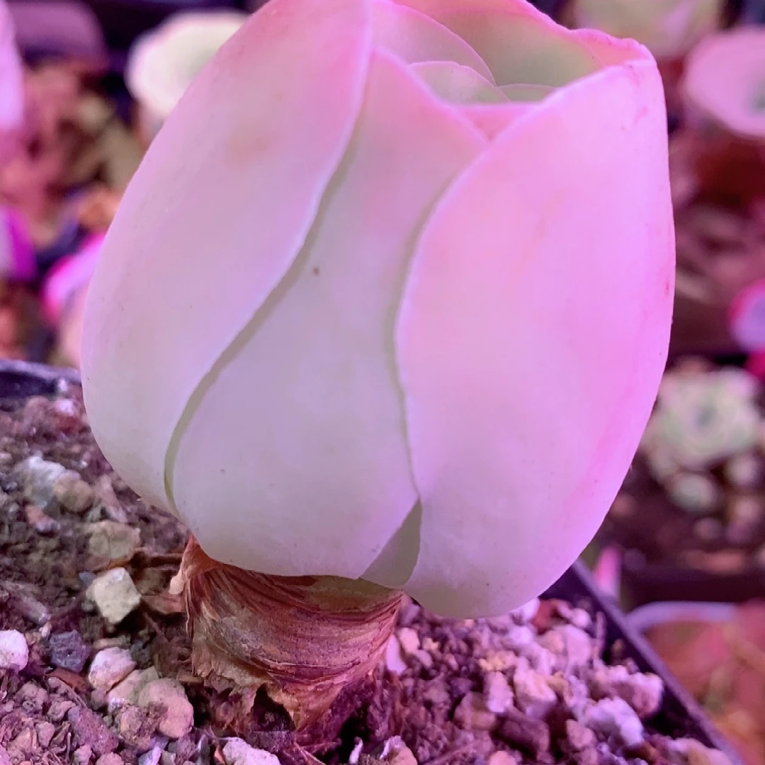 人***茶山地玫瑰一物一拍391jp