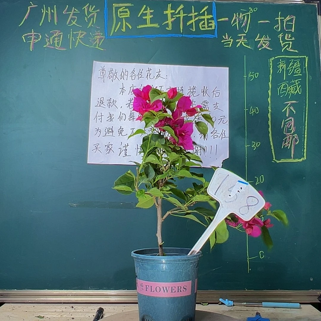 当前无花栽培后可以开花玫瑰红158