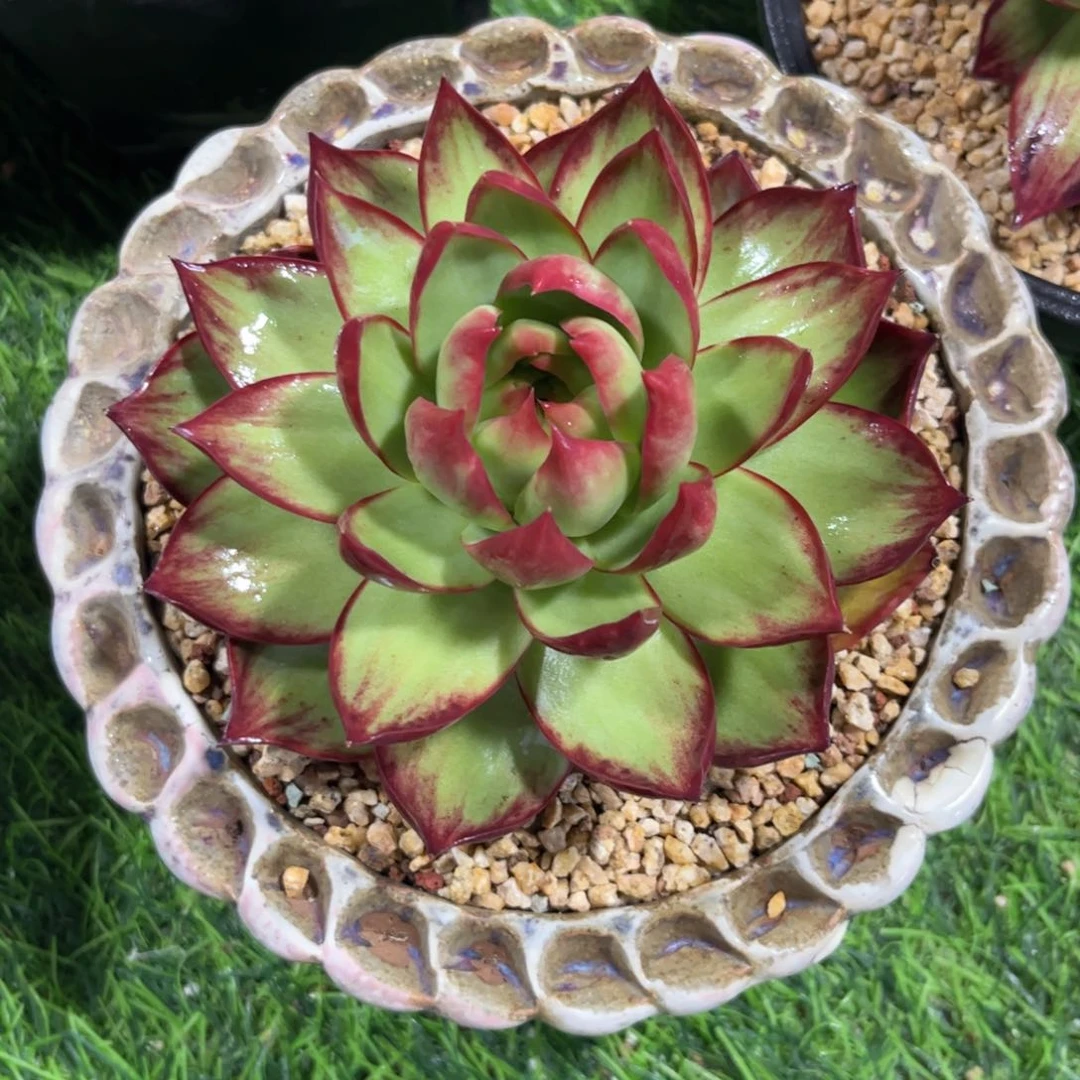 美***）惊鸿仙子一物一拍
