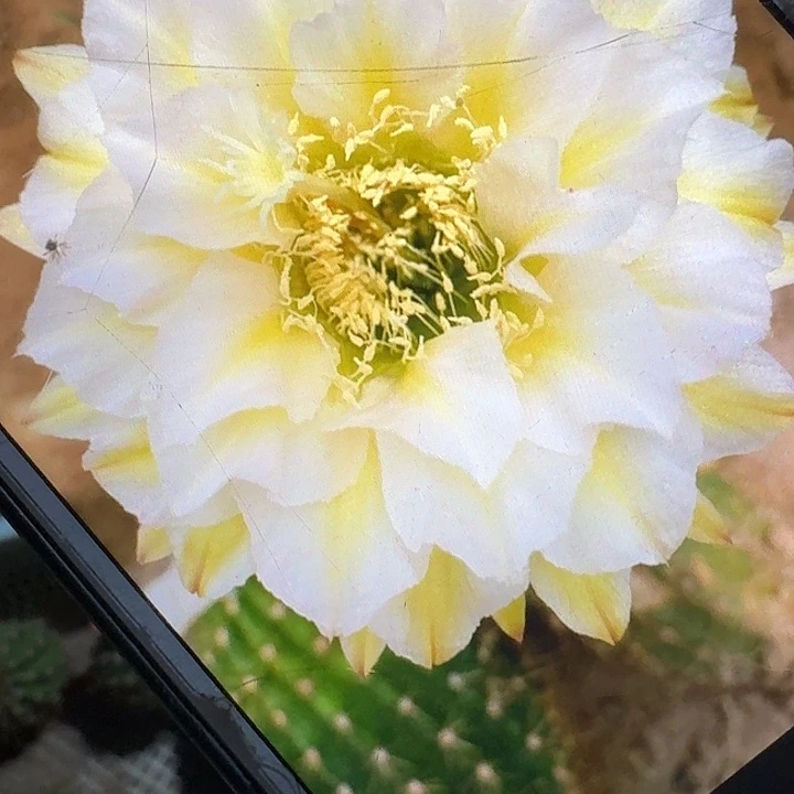 加强六月五侧芽5公分毛花柱