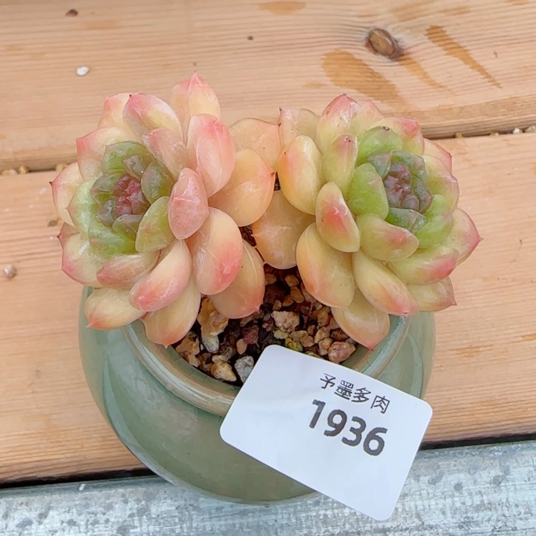 白恋，1936多肉植物