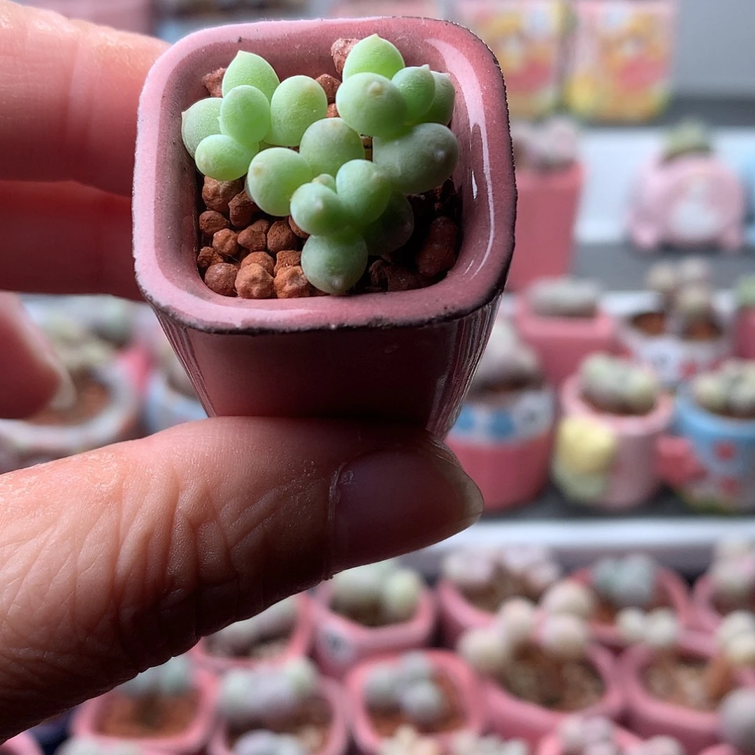 萤火虫奶酪带盆发货