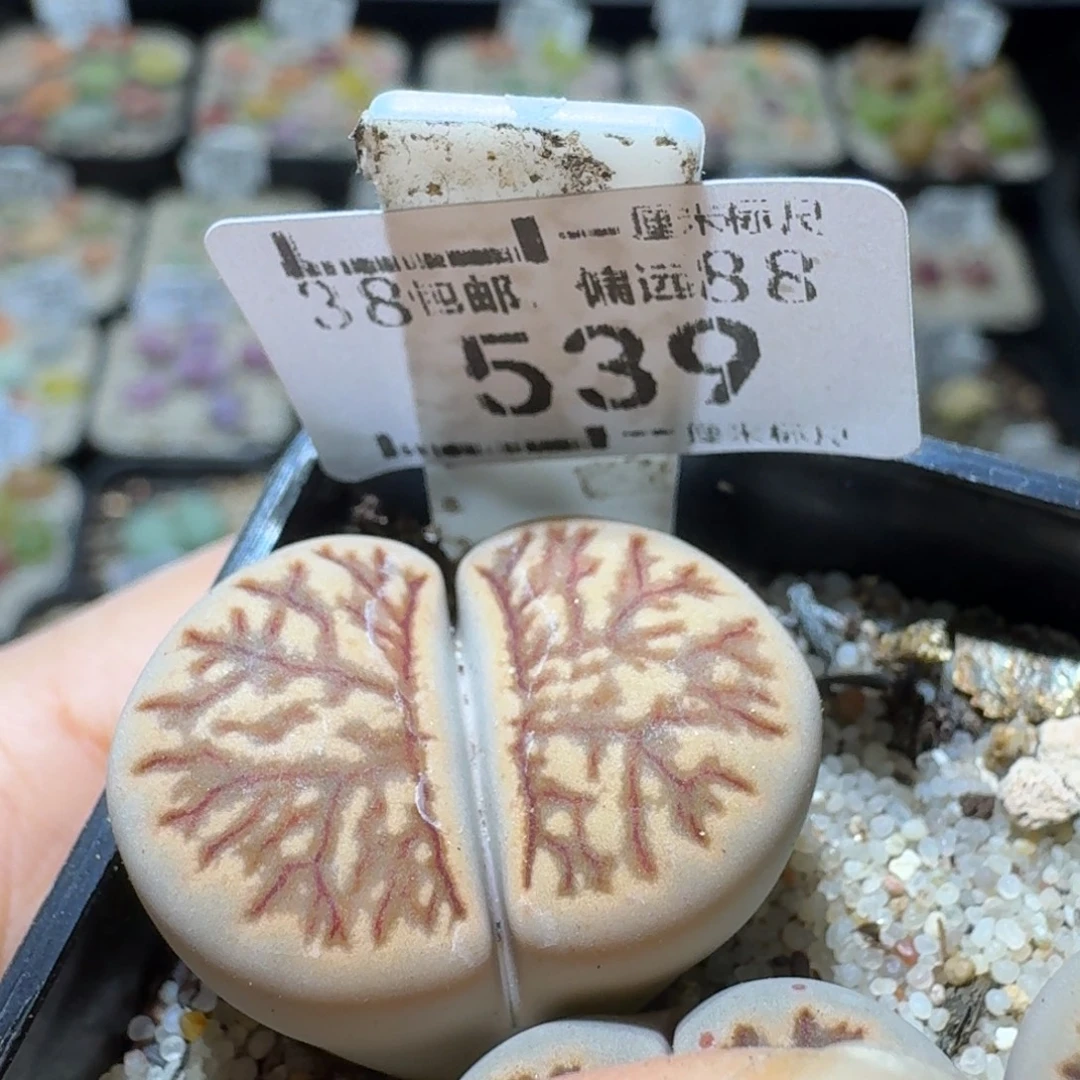 Sss新年福利福利539