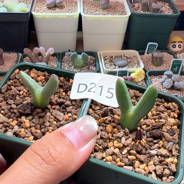 樱****A215.  优选皮卡丘干疤福利。