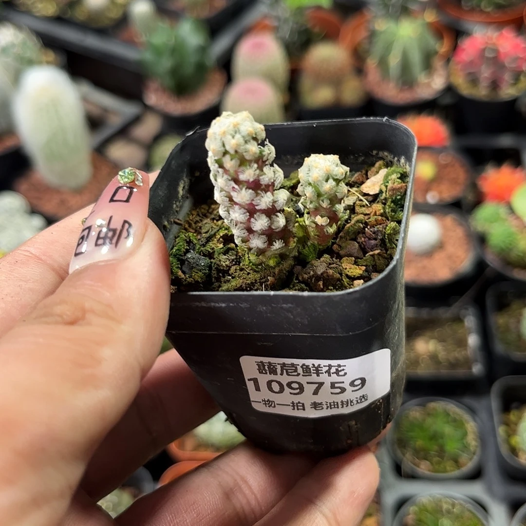 109759一物一拍单