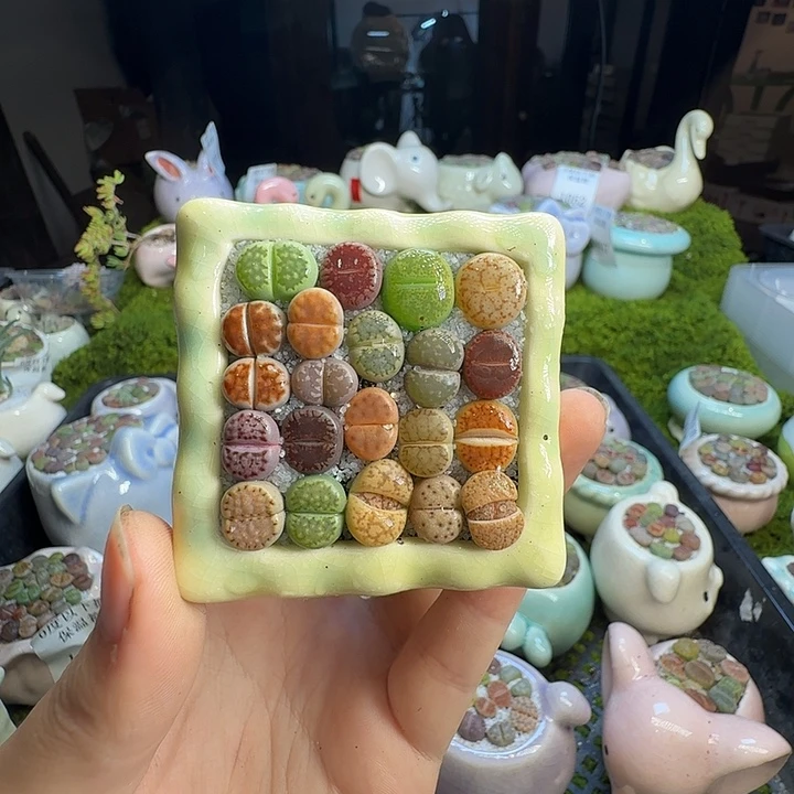 多肉植物的生长发育1083