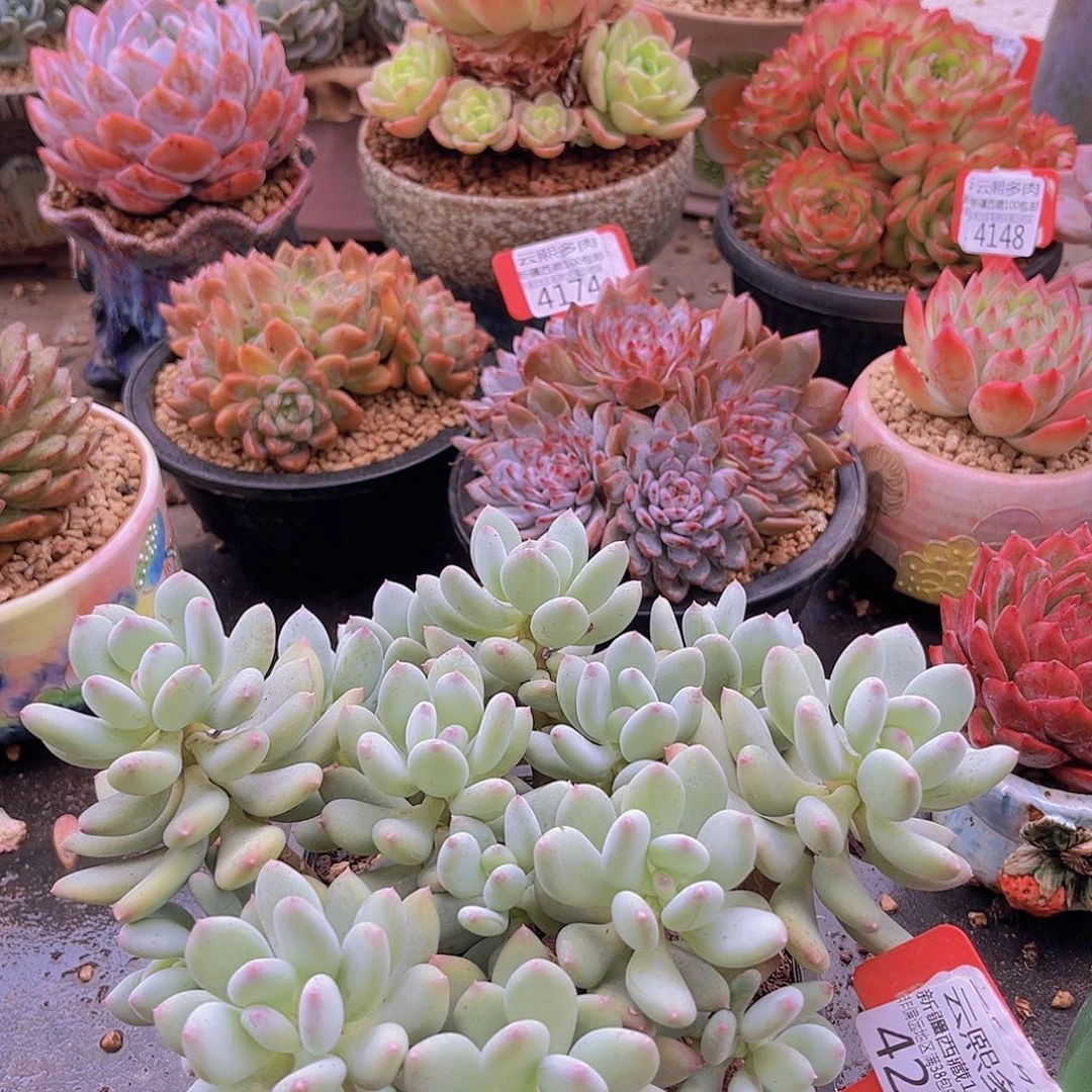 4242三日月美人。