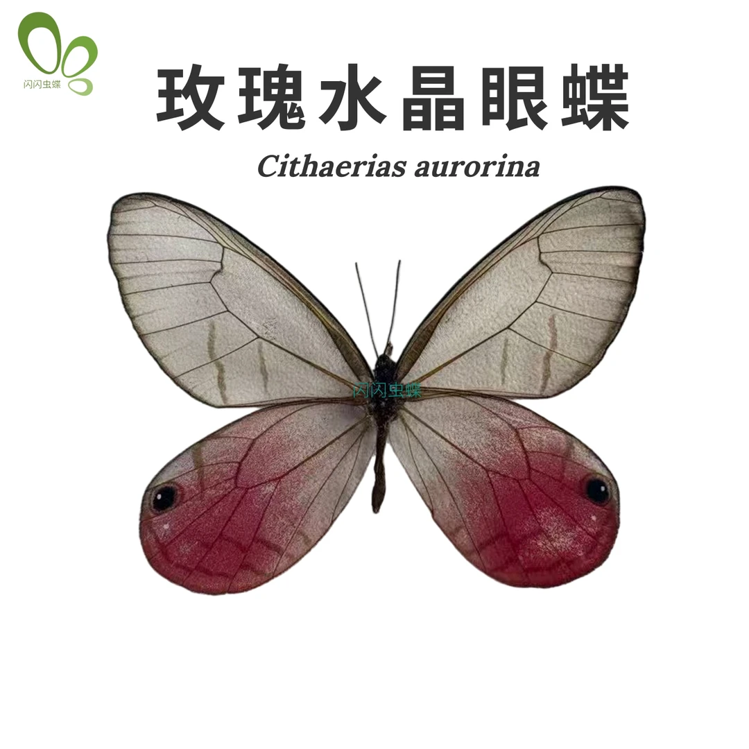 闪闪虫蝶玫瑰绡眼蝶Cithaerias aurorina粉色透明原蝶标本秘鲁A1