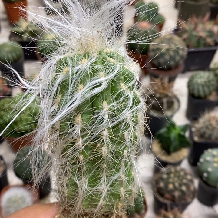 恐龙蛋特价福利包邮