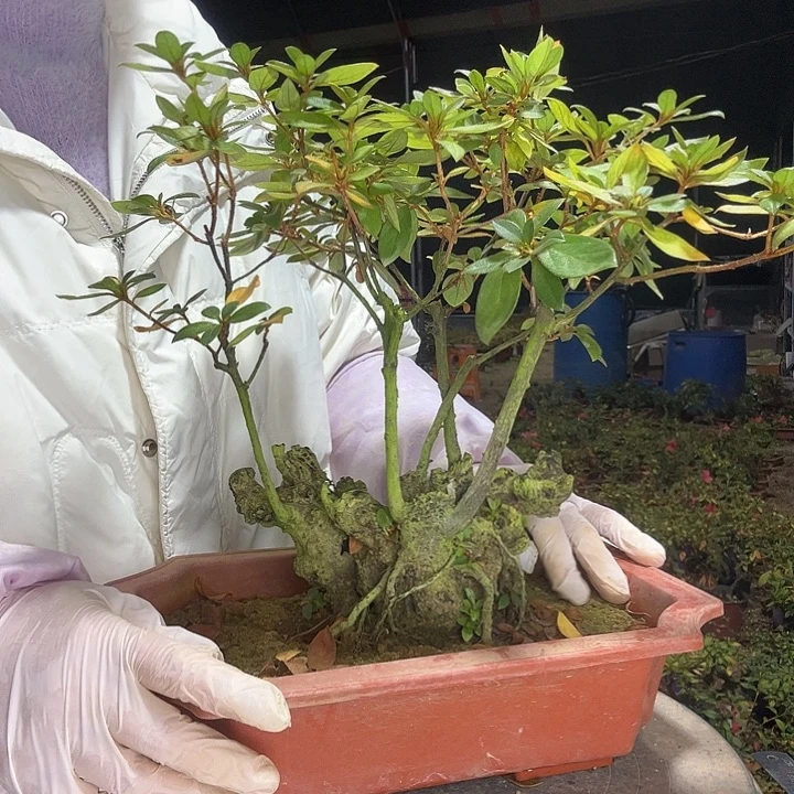 花***霄无花朵映山红杜鹃