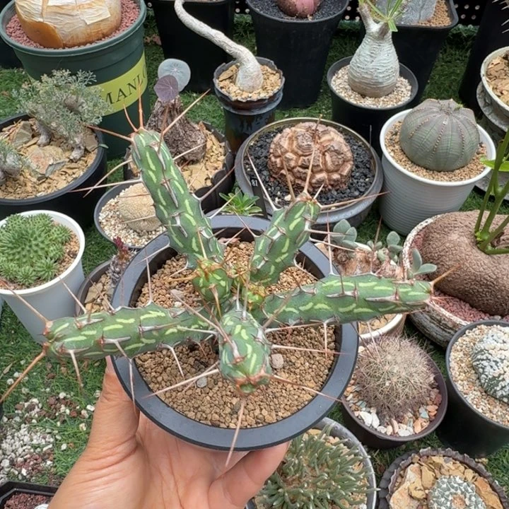 猛刺大戟677 仙人球