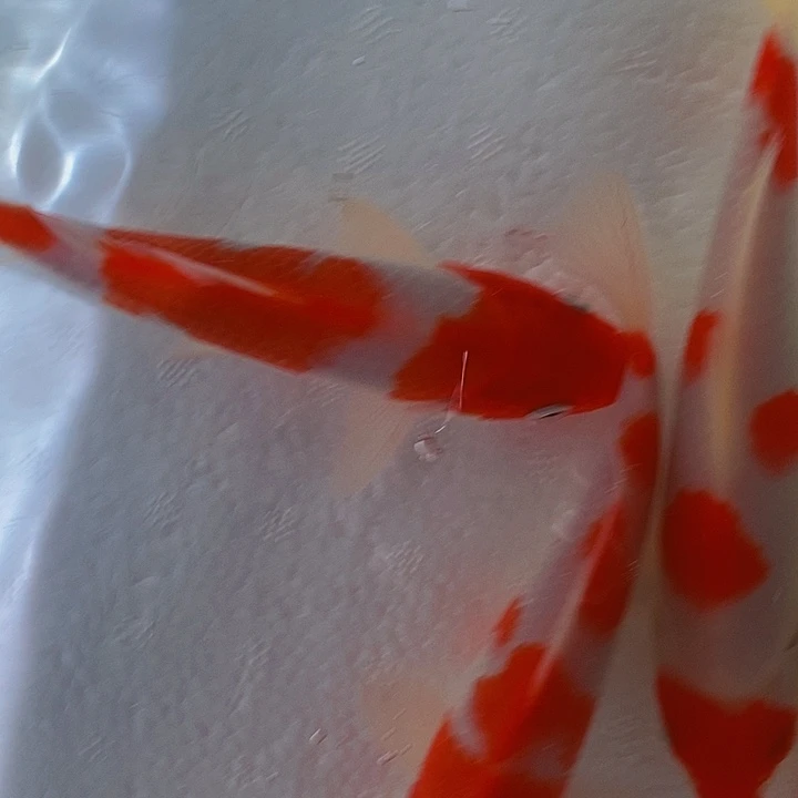 一***州锦鲤锦鲤活鱼开箱包活