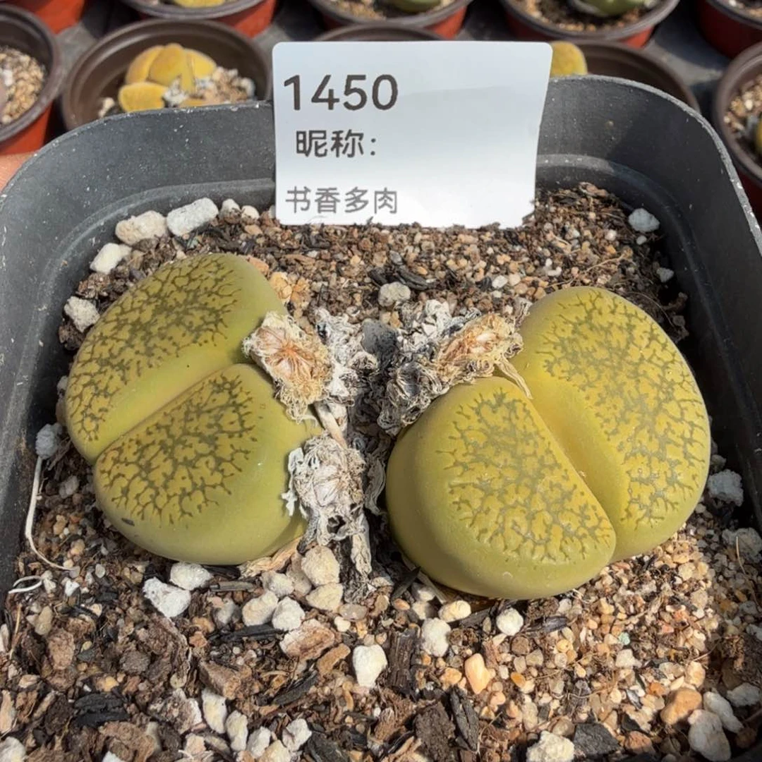 多肉植物多肉植物多肉植物