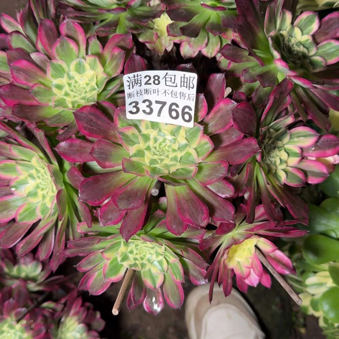 33766天和多肉植物