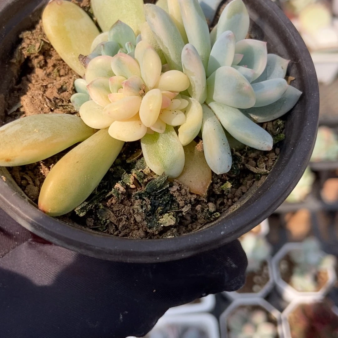 1816橙子锦多肉植物