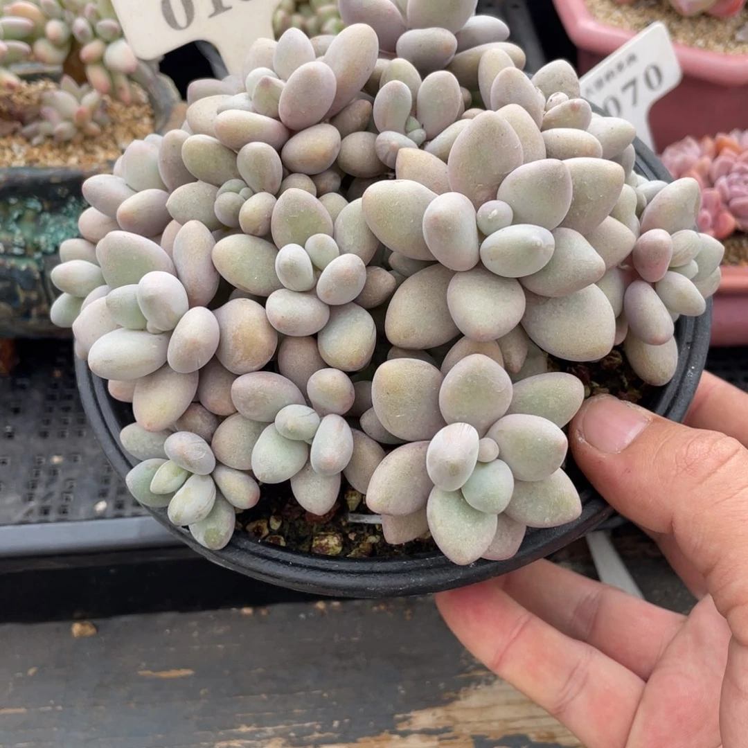 0135蜜多丽不带盆15厘米