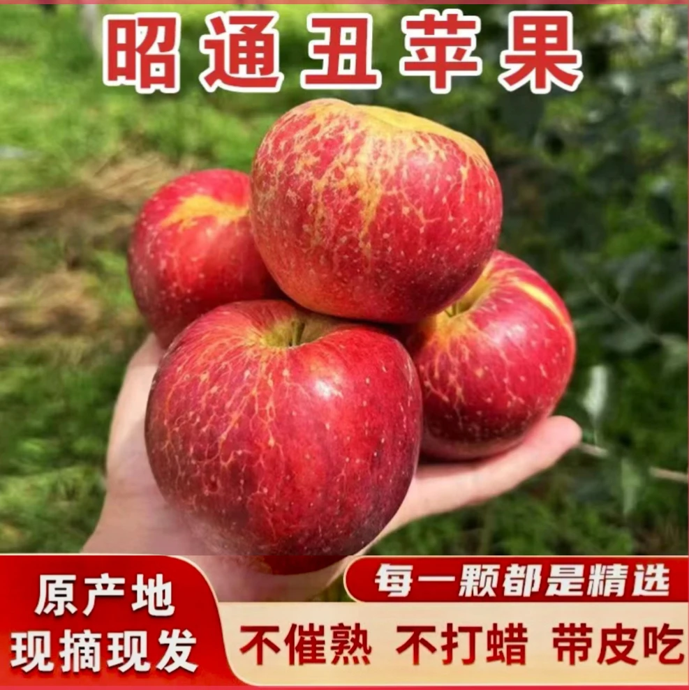 云南昭通丑苹果当季新鲜现摘现岁，脆甜视频多汁冰糖心水果日本