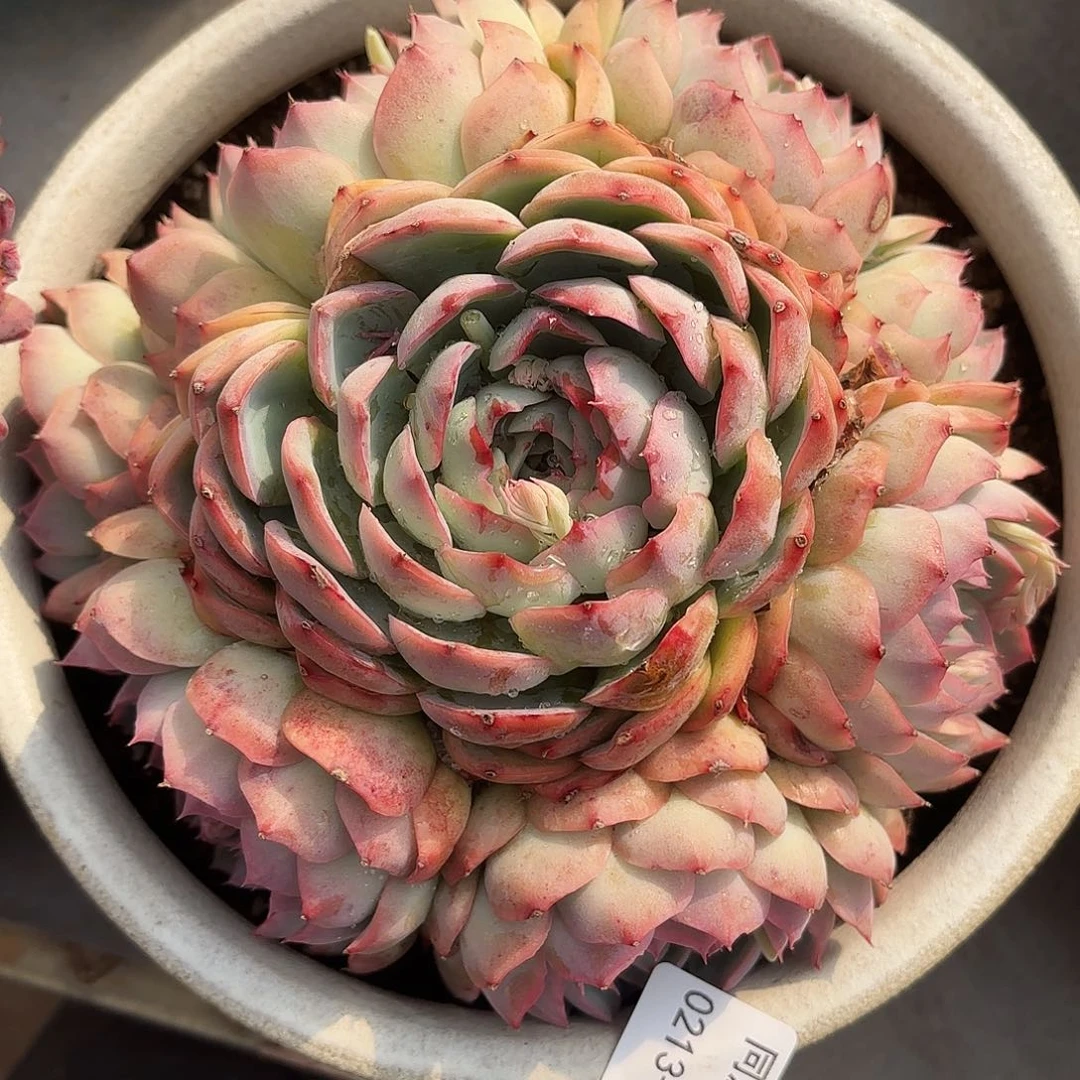 同温层多肉86侧影