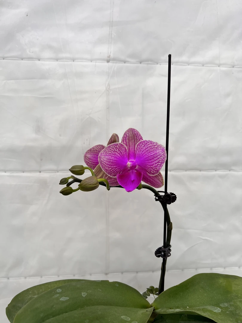 云鹏蝴蝶兰【3.5寸杯美人鱼带花带花苞】开花株发货