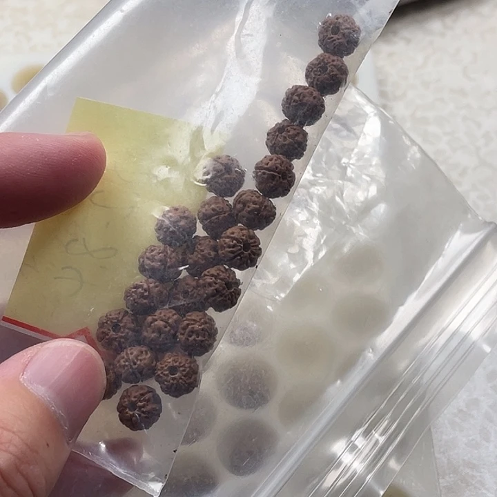 金刚菩提吊坠别**谱小思壹号8.2-8.4