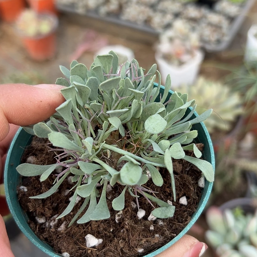 多肉植物魔鬼殿块根