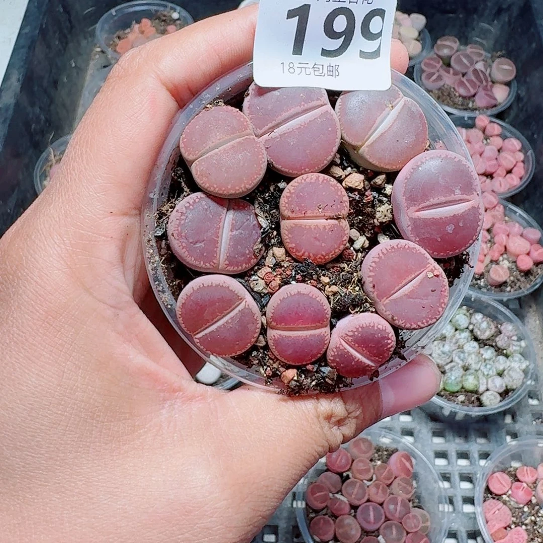 199多肉植物多肉植物