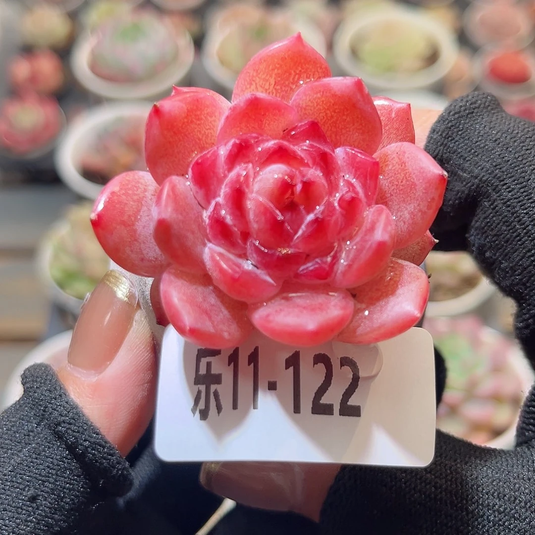 乐11-112 果汁 含盆脱土发