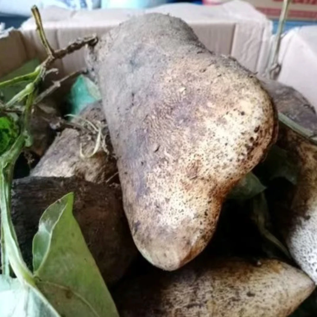 脚板苕种植薯天然大薯白心山药秤砣粉糯香甜原生态蔬菜农家特产