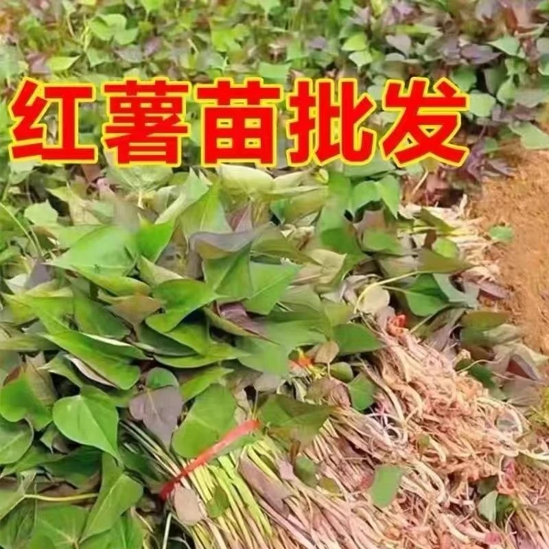 山东红薯苗  西瓜红 紫薯 济薯25号高淀粉 各种红薯苗