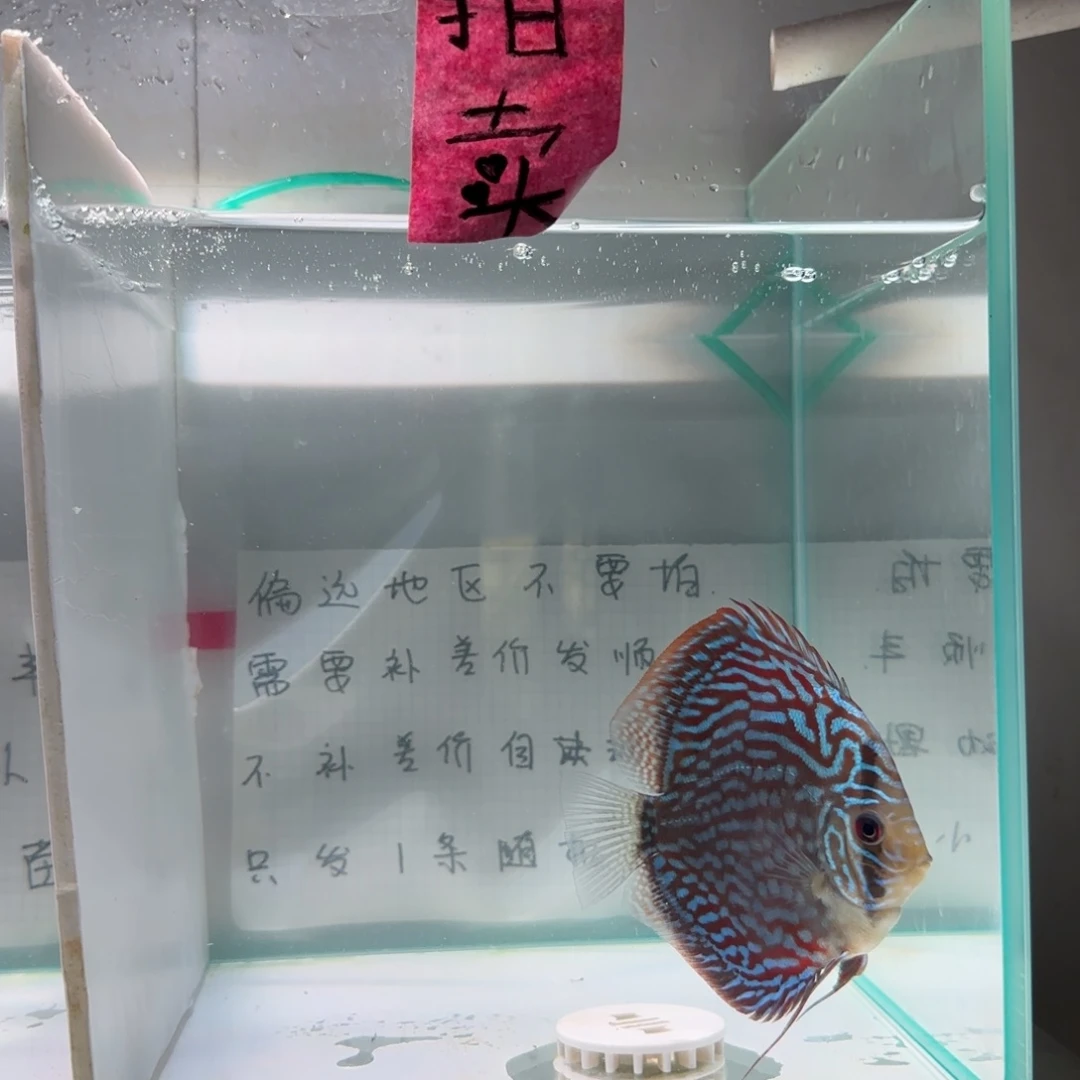 七彩神仙鱼肉身8-9左右，偏远地区不拍