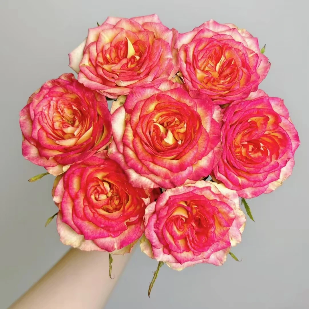 【A级挪威森林单头玫瑰】云南A级玫瑰70-75cm室内水养昆明直发包邮