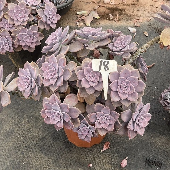 两单包邮，一物一拍，18紫乐