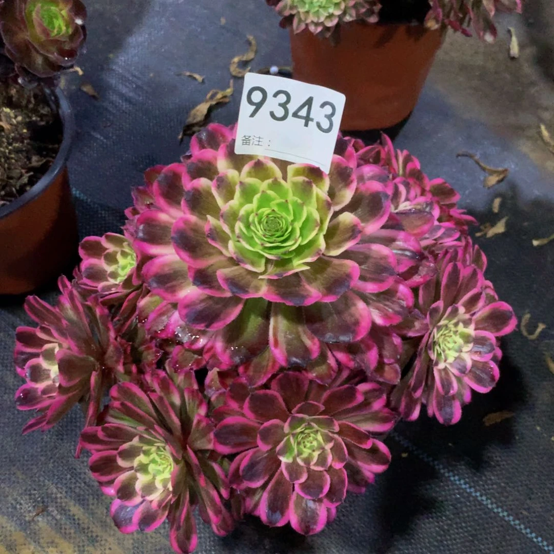 【闪购商品】鲤*9343德芙特价
