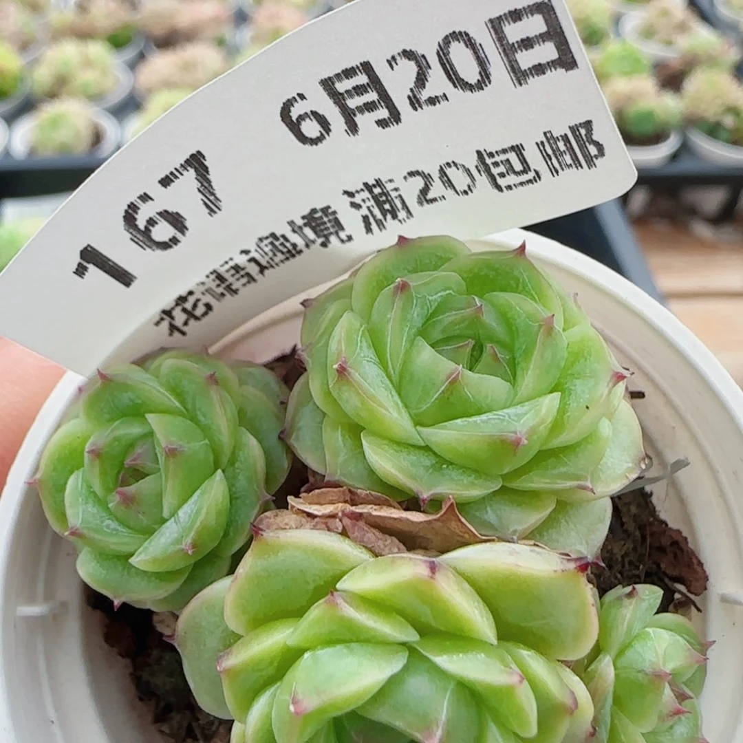 子***轩花语逸镜0620-167散