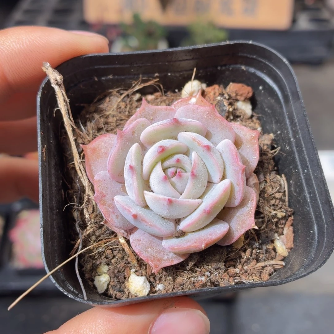 露娜莲多肉9.9包邮发货