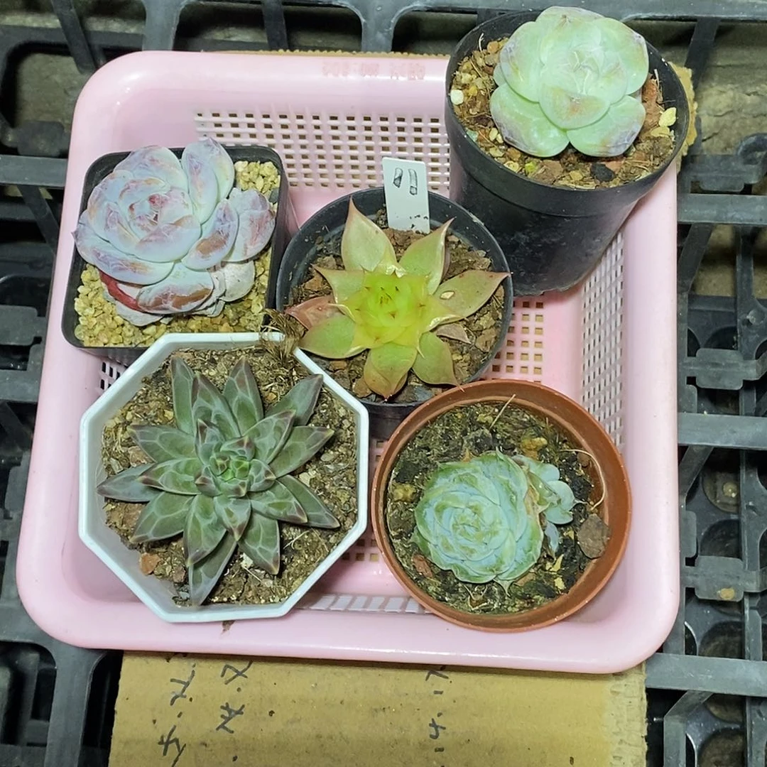 11号一筐5颗多肉植物