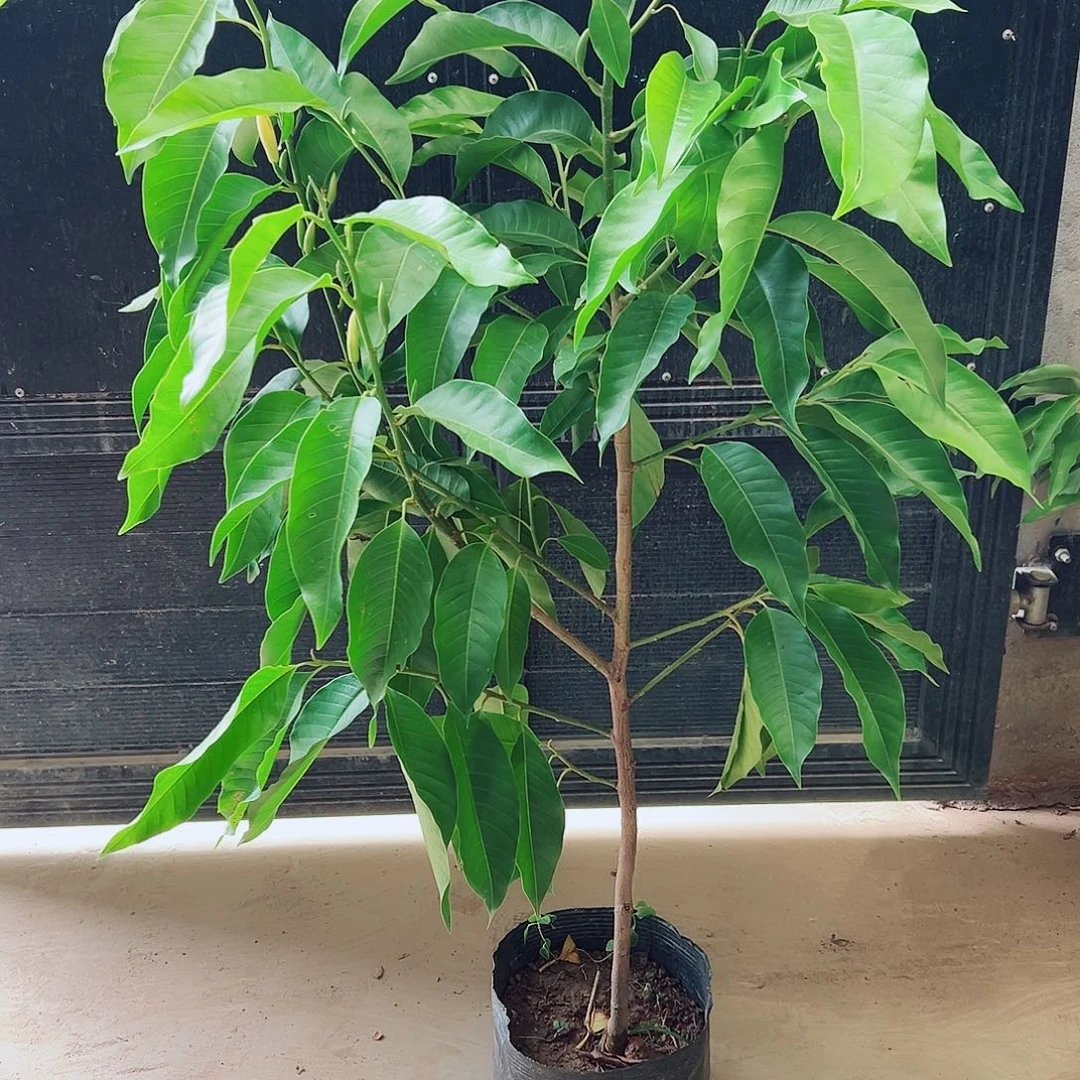 完全开放白兰花¥75福利价