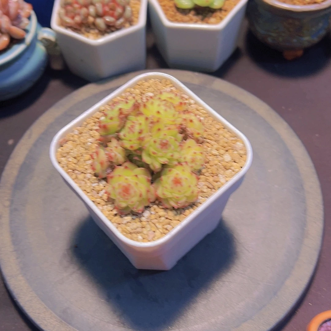 十***觉可乐珍妮，裸根发货，