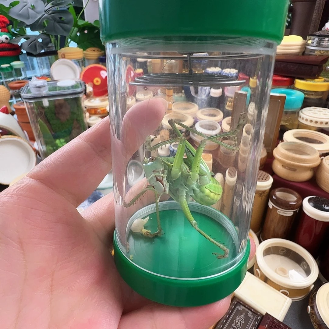 哈哈哈蝈蝈罐带绿蝈蝈