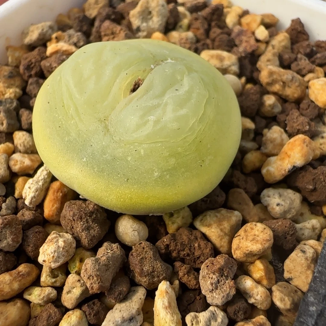 1.28多肉新年大福51号