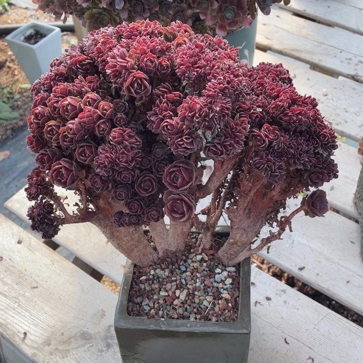 多肉植物的生长发育