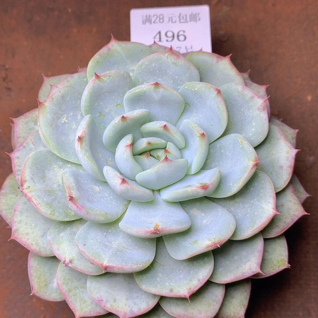 【闪购商品】496香提卡12厘米