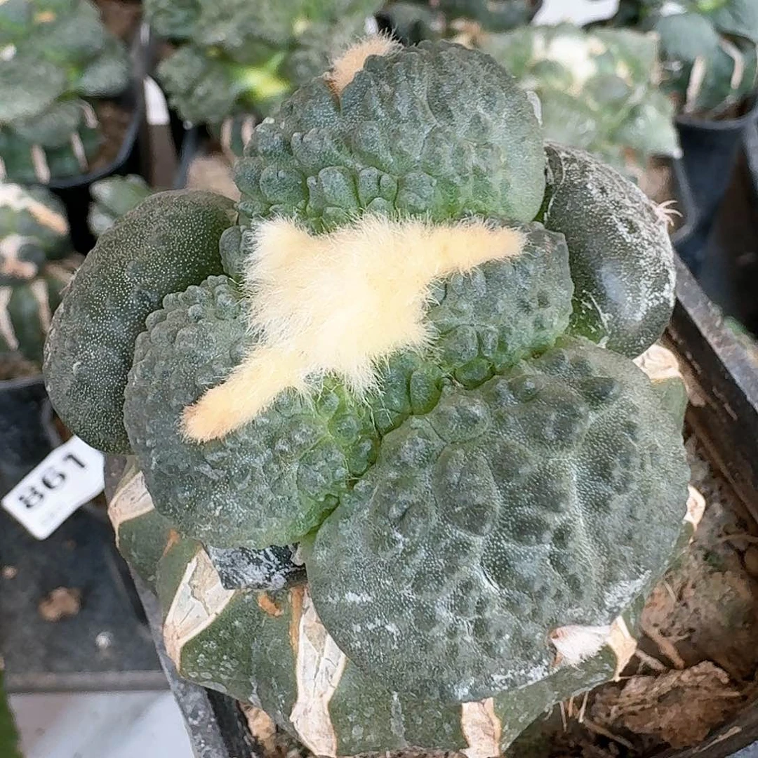 【闪购商品】无花朵栗源蛋怒