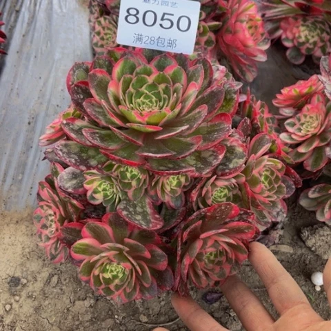 倾城多肉多肉8050