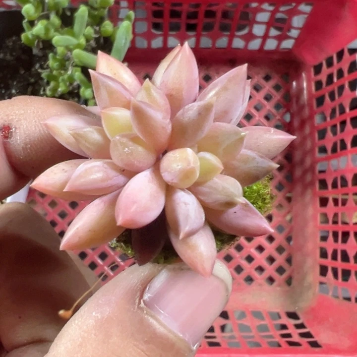 吃****籽虞美人精品多肉植物