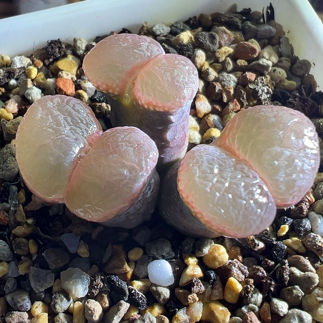 119#。     糯窗红风铃