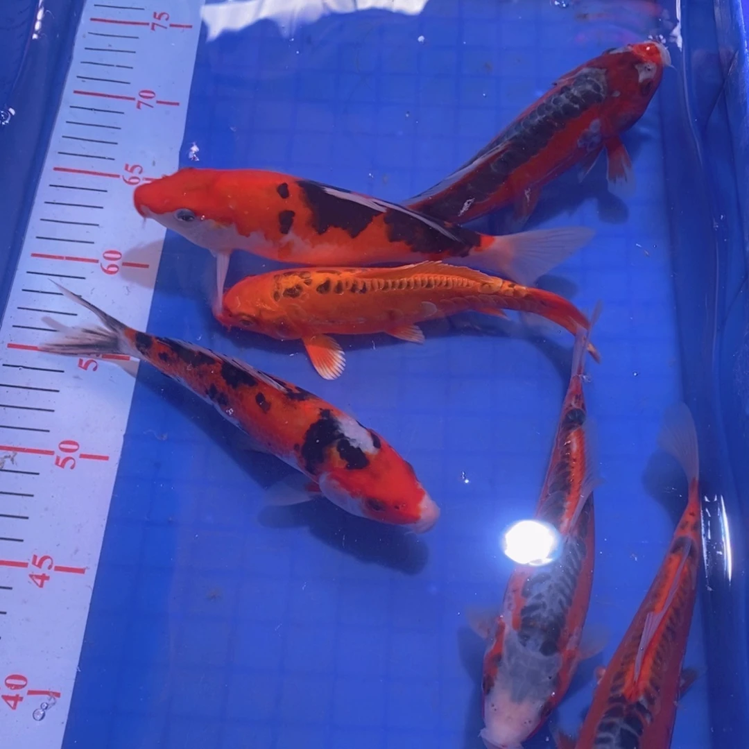 海水100米6条包邮